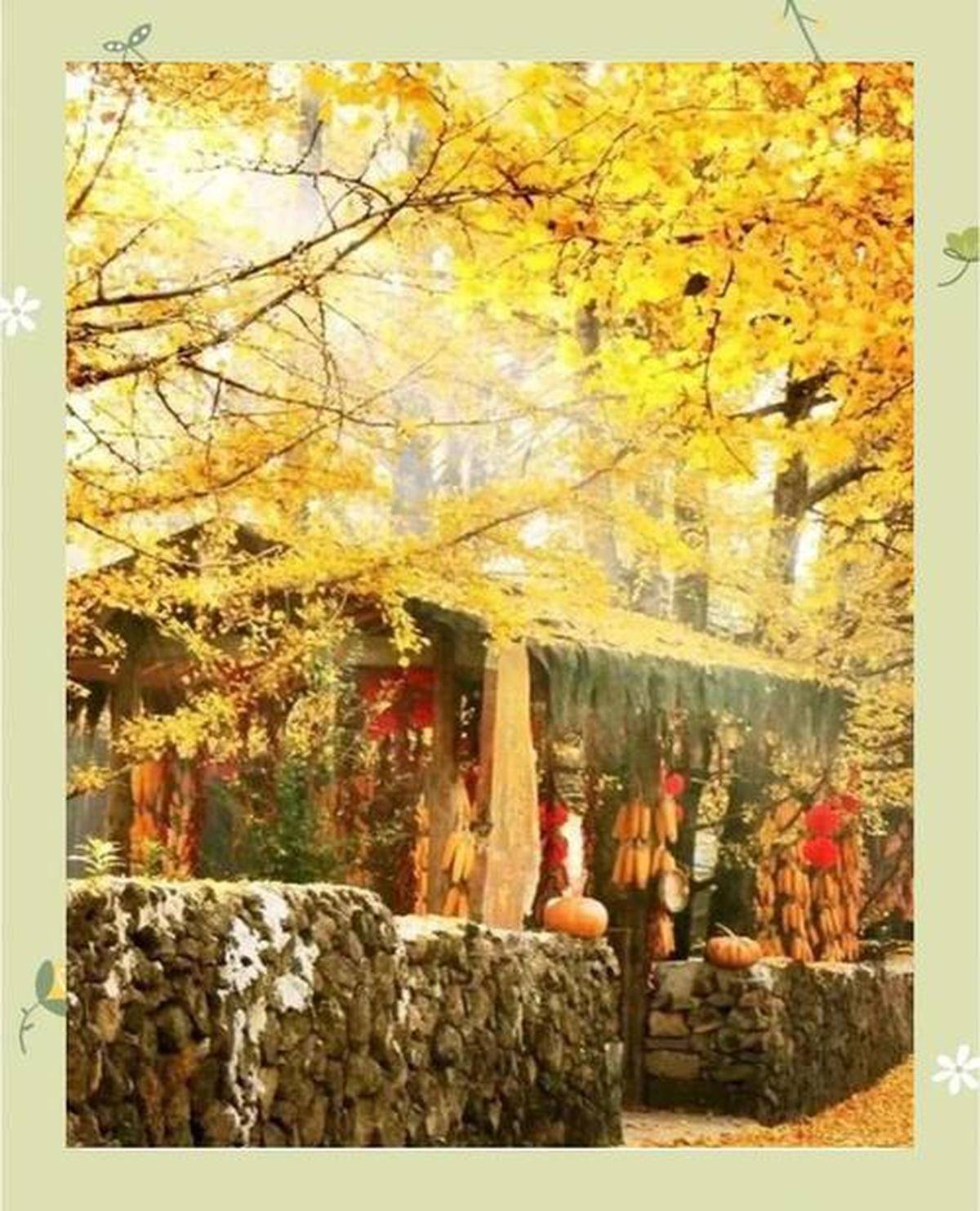 度假区探索自然风光度假体验澳门新葡京保山市银杏村旅游(图2)