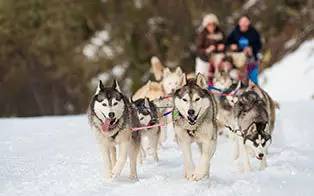 想都没想过的夏天！新葡京滑雪看极光你